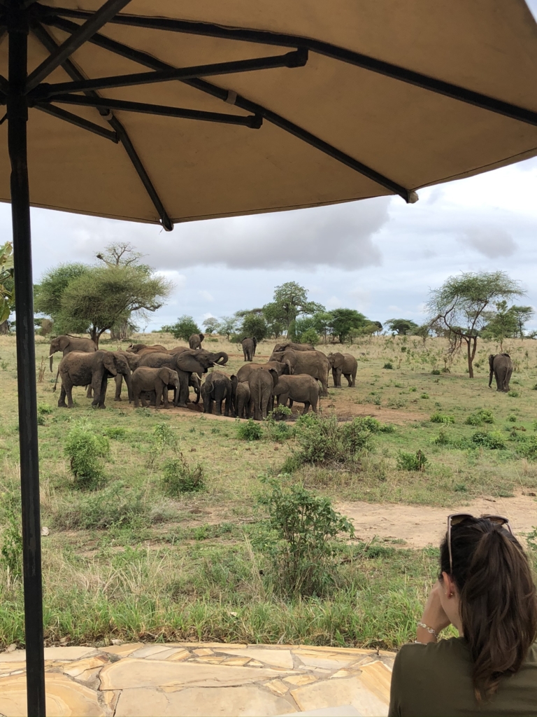 Elephants from the pool at Nimali Tarangire