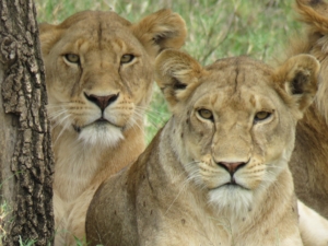 Lionesses in the Serengeti