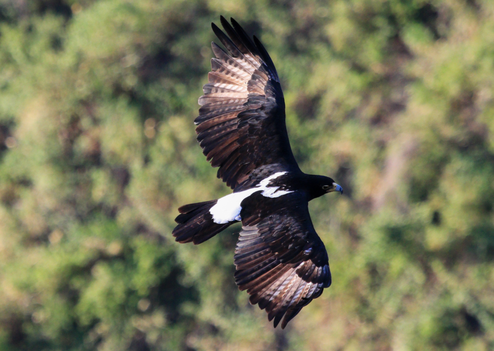 Verreaux Eagle at Gorge's Lodge, Victoria Falls