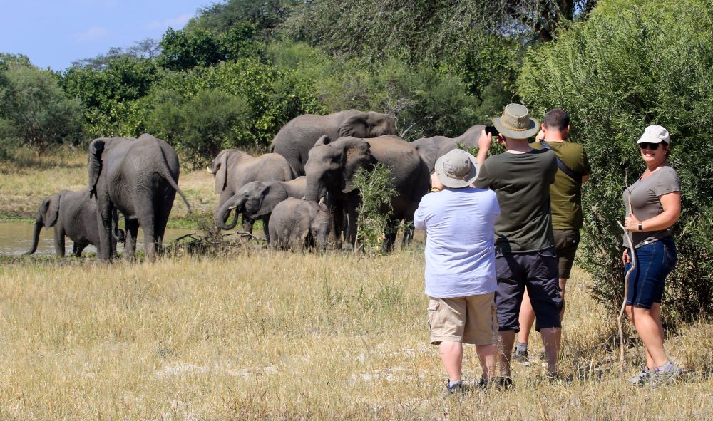 Elephant at Jozibanini Hwange