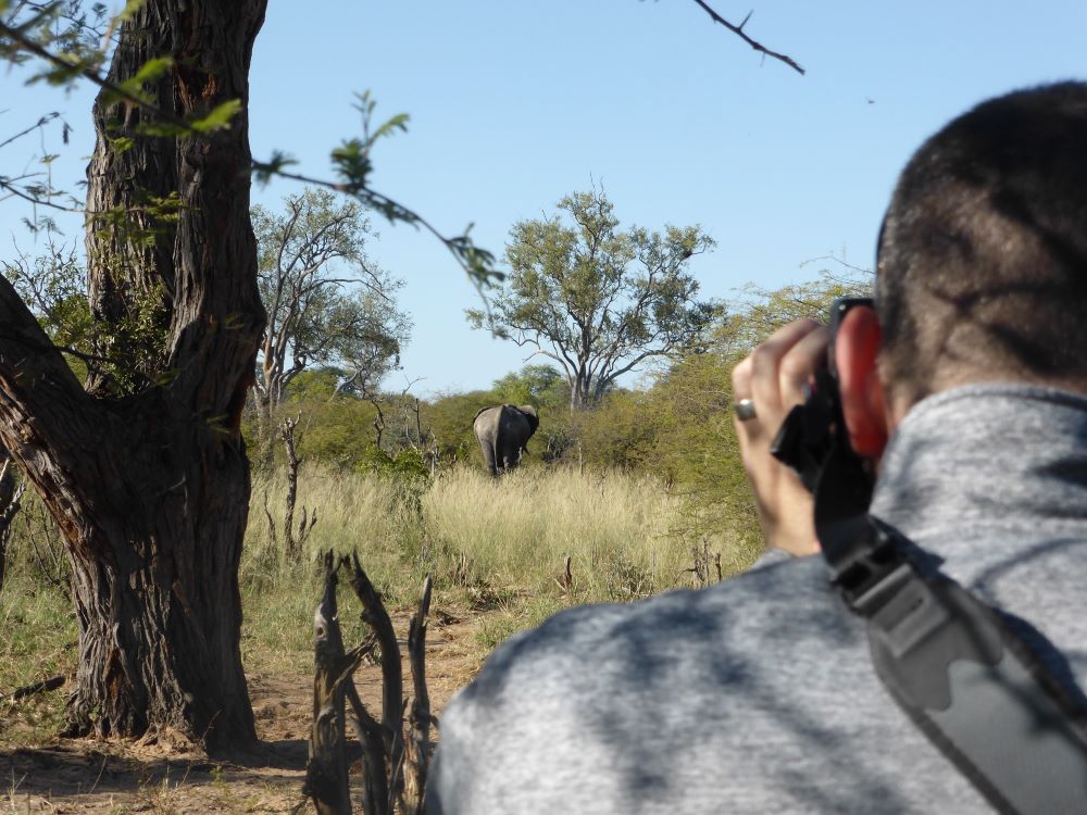 Camelthorn walking elephants