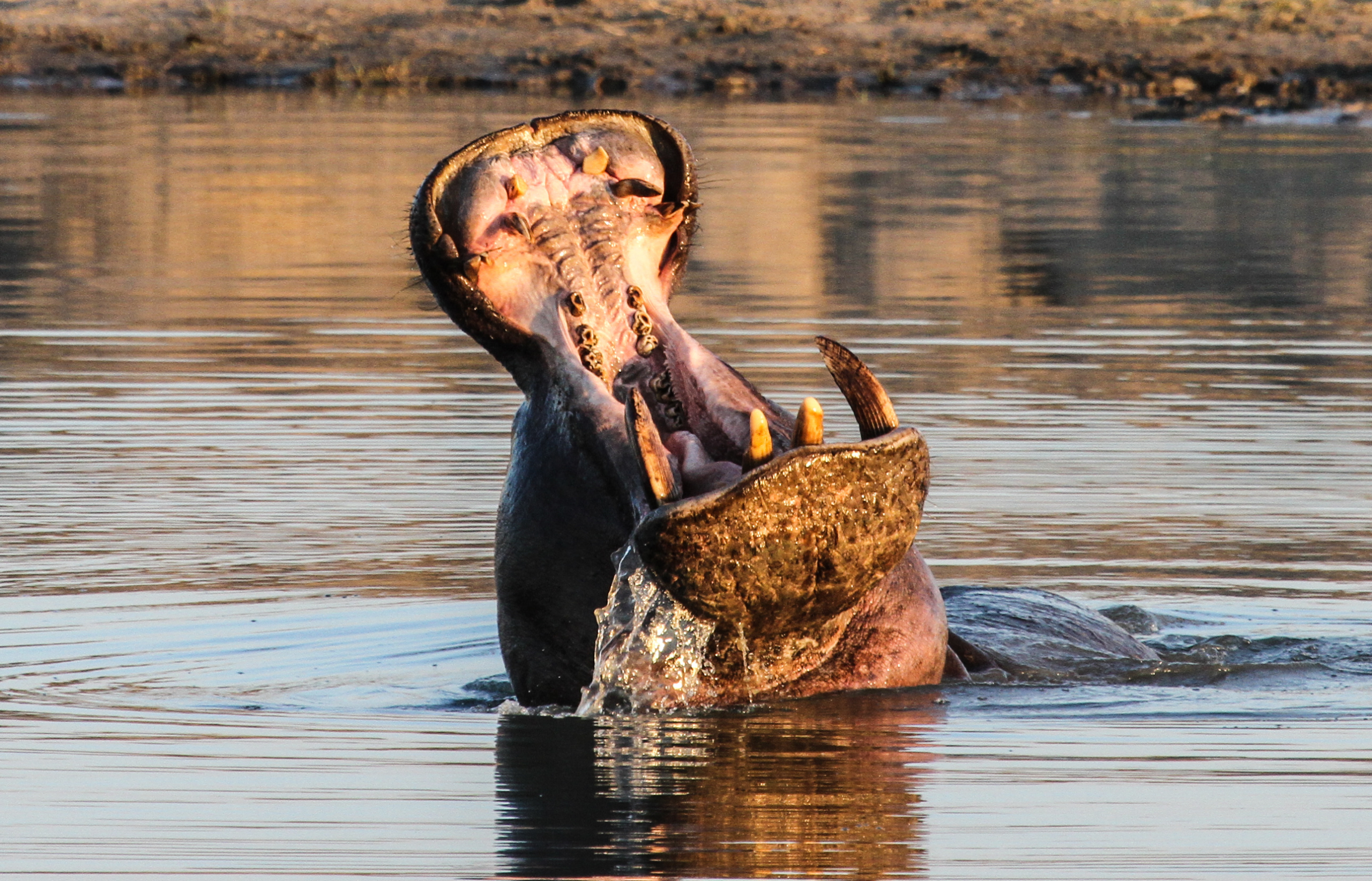 Hippo at Bomani, Hwange NP, Zimbabwe #imvelosafarilodges