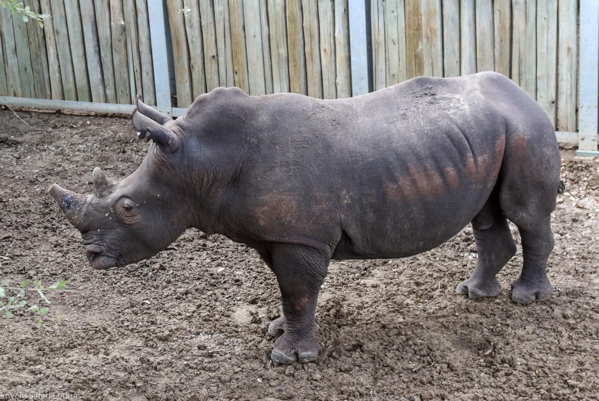 Rhino #204