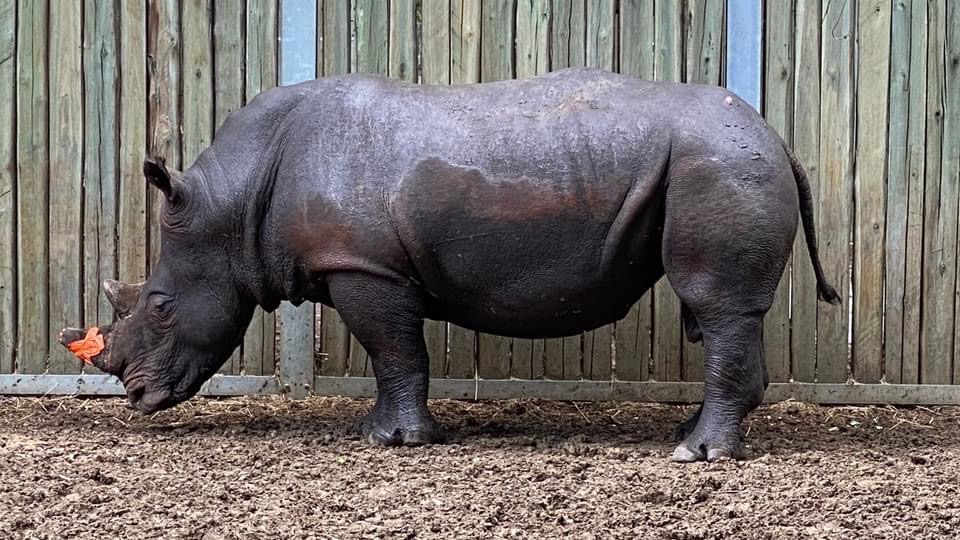 Rhino #803