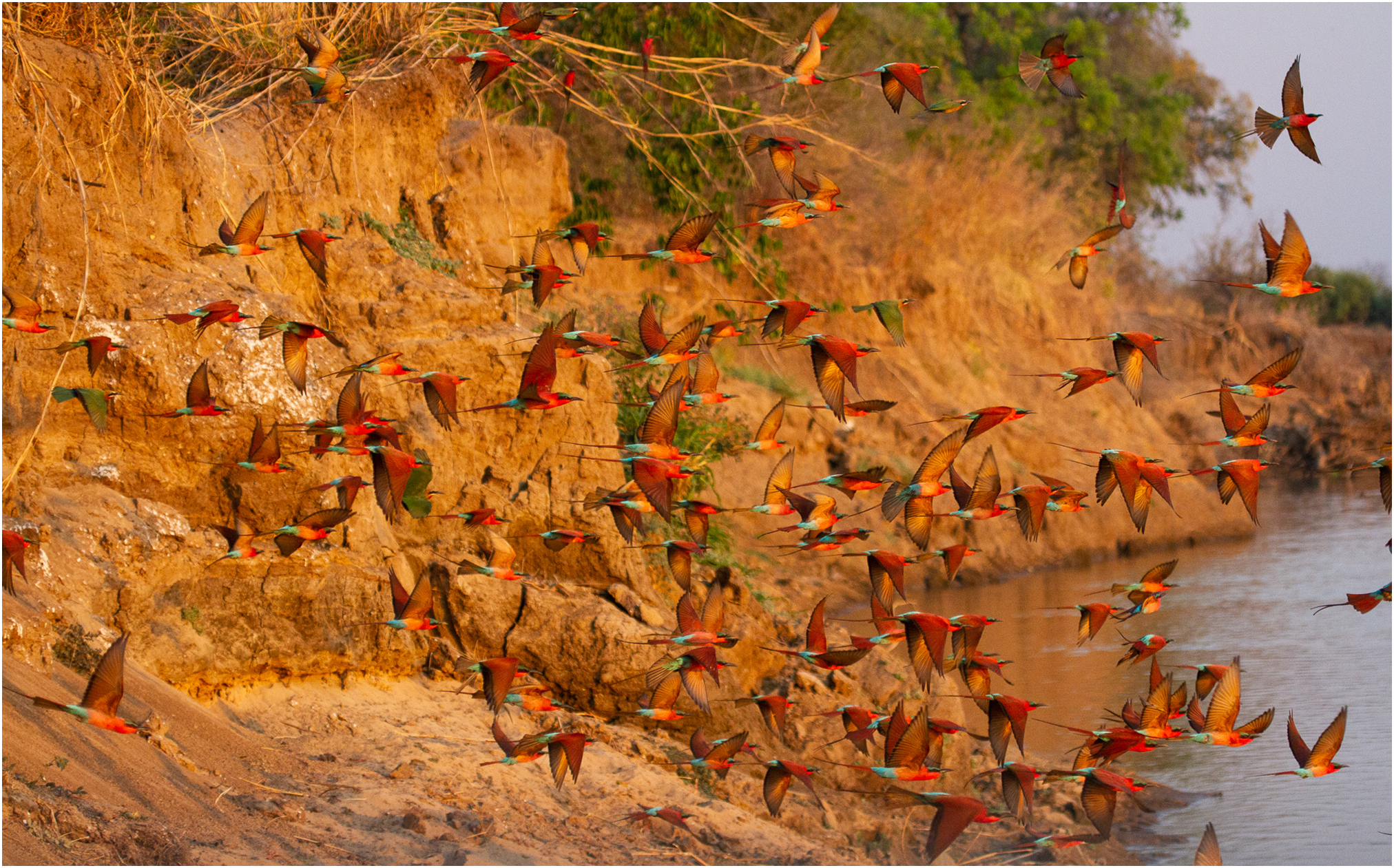 Carmine Bee Eaters from Tafika, South Luangwa, Zambia #remoteafrica