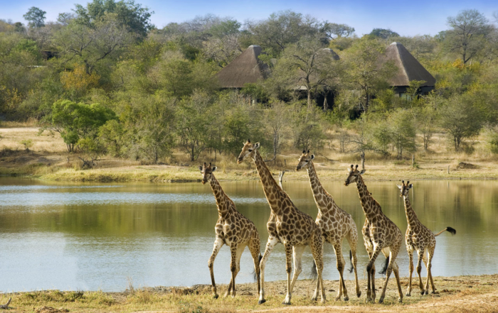 Chitwa Chitwa, Sabi Sands, South Africa