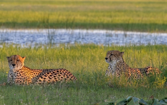 Chiz boys, 2 cheetah brothers on the Ngamo Plains, Hwange NP