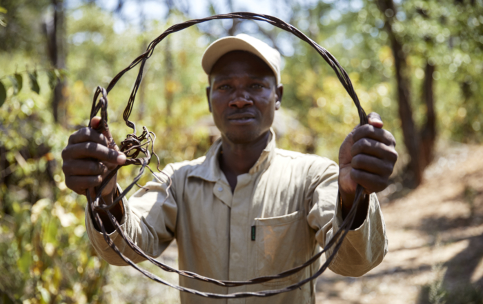Snares found in Hwange NP