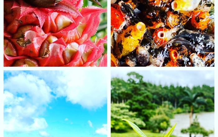 Time to reconsider Mauritius