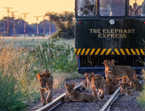 Top Reasons to Safari in Hwange’s Green Season with Imvelo