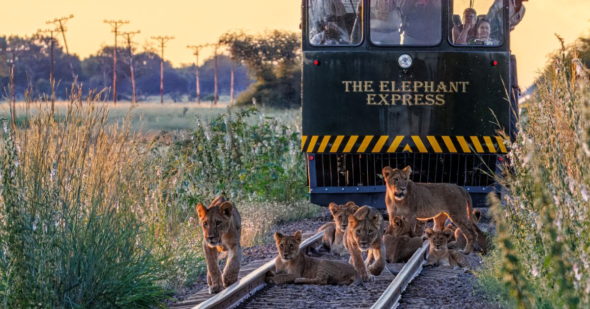 Top Reasons to Safari in Hwange’s Green Season with Imvelo