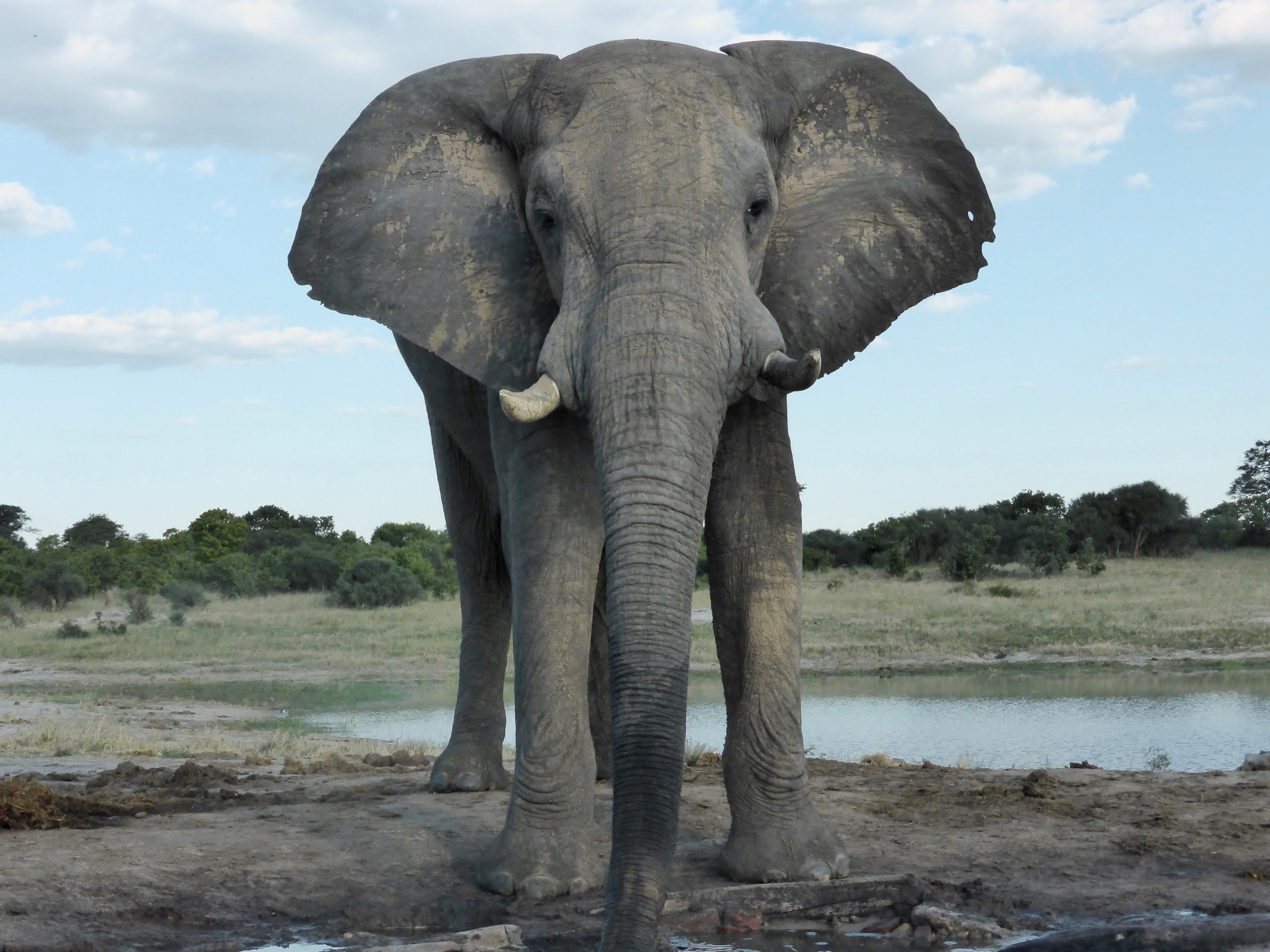 Elephant from the Look up hide at Jozibanini, Hwange NP