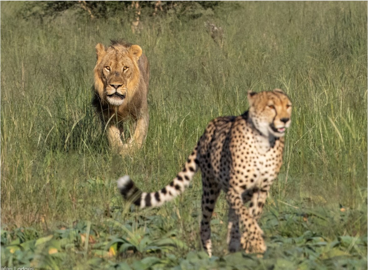 Green season predator action, Ngamo Plains with Imvelo Safari Lodges