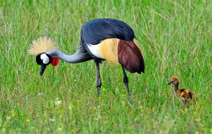 Green season bird life at Ngamo