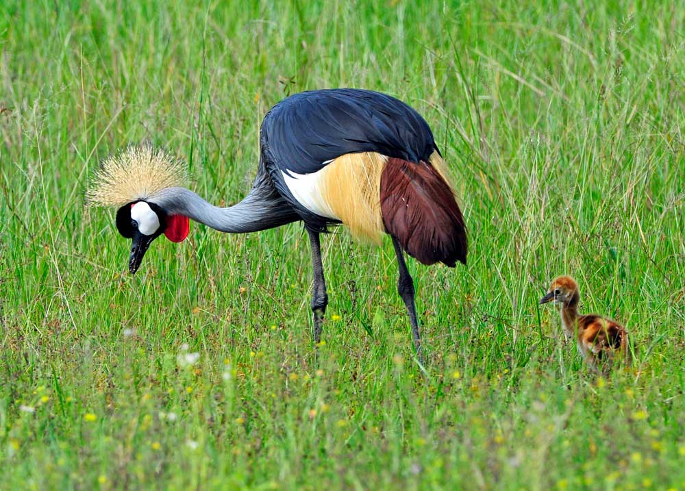 Green season bird life at Ngamo