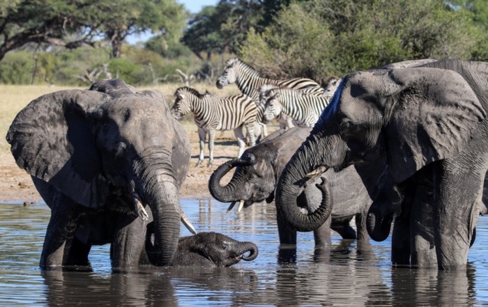 Elephant in Hwange