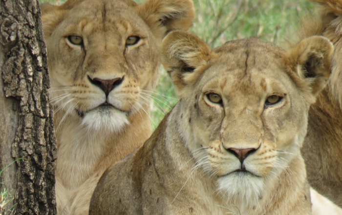 Lionesses in the Serengeti