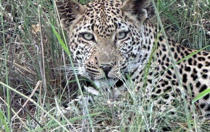 Leopards of the Sabi Sands - Chitwa Chitwa