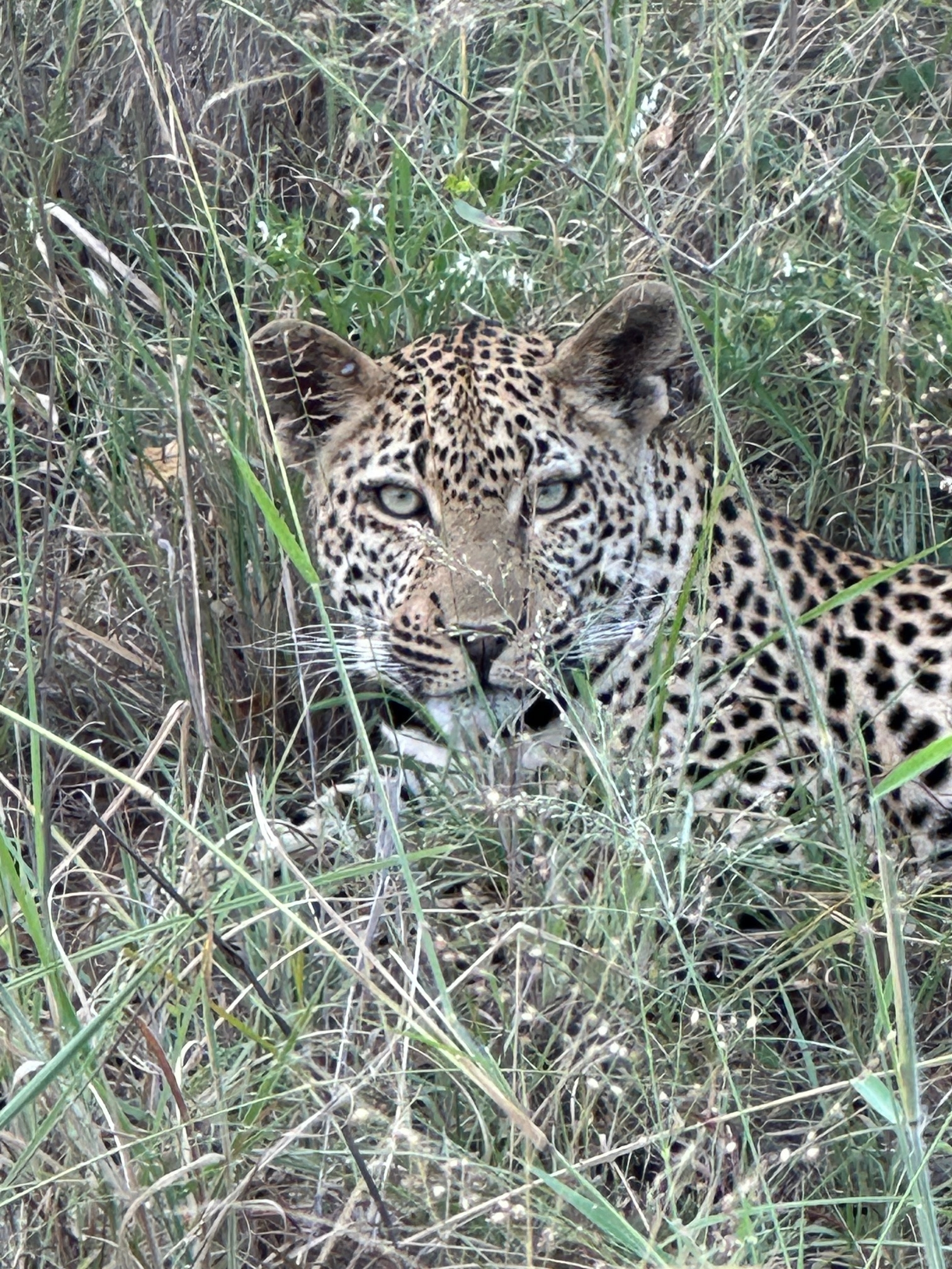 Leopards of the Sabi Sands - Chitwa Chitwa