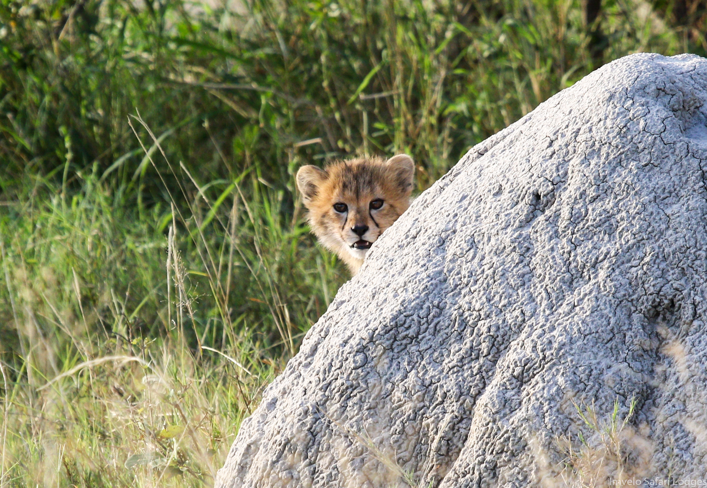 Cindy's cheetah cub near Bomani, Hwange NP