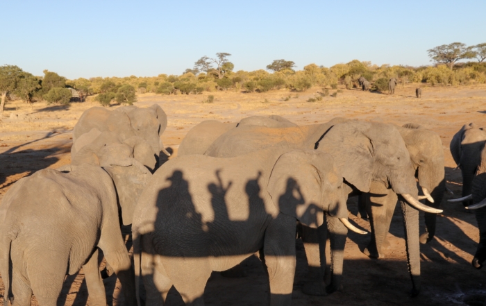 Ride a magic carpet to Jozibanini, Hwange NP, Zimbabwe