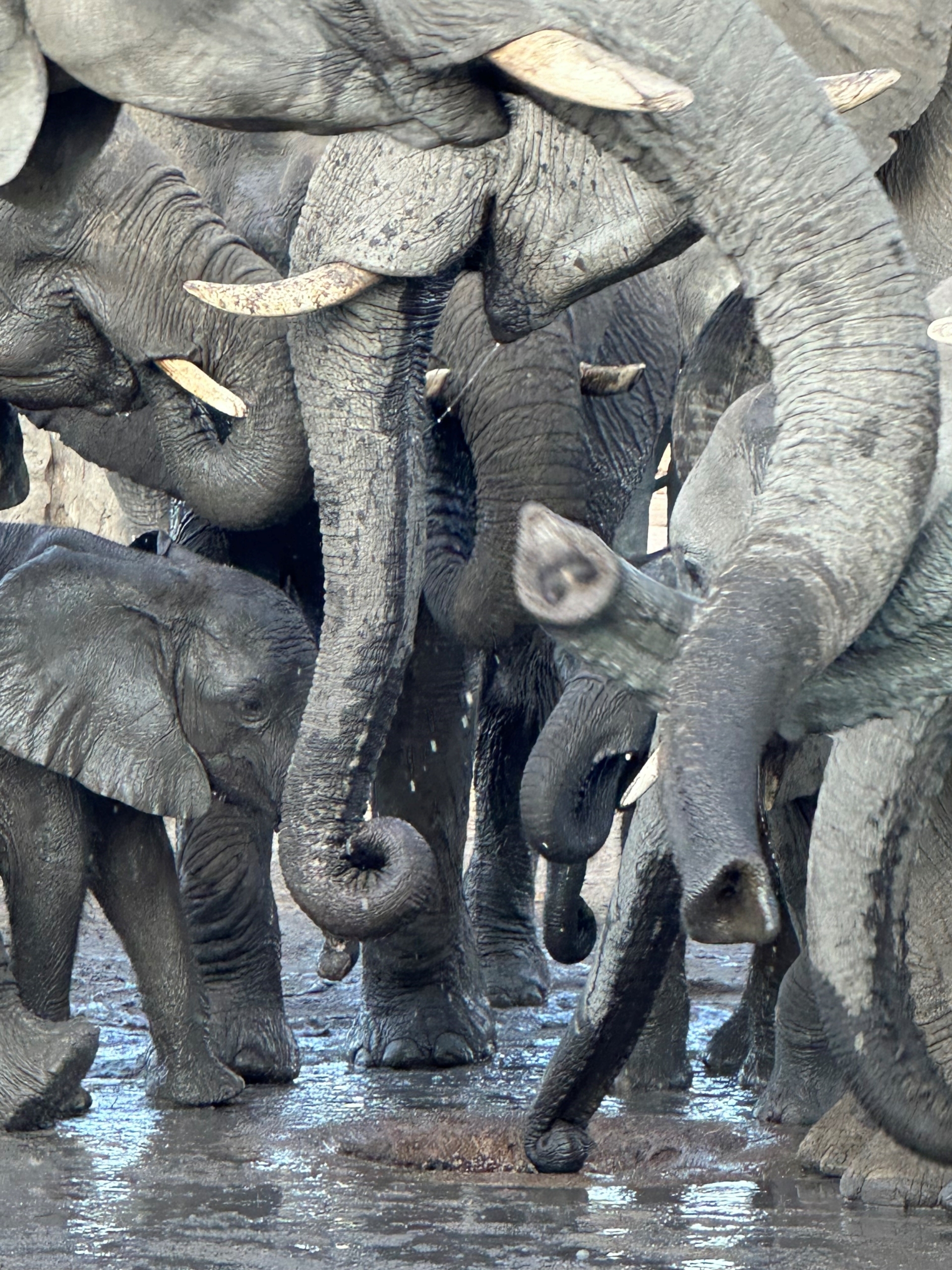 So many elephant trunks