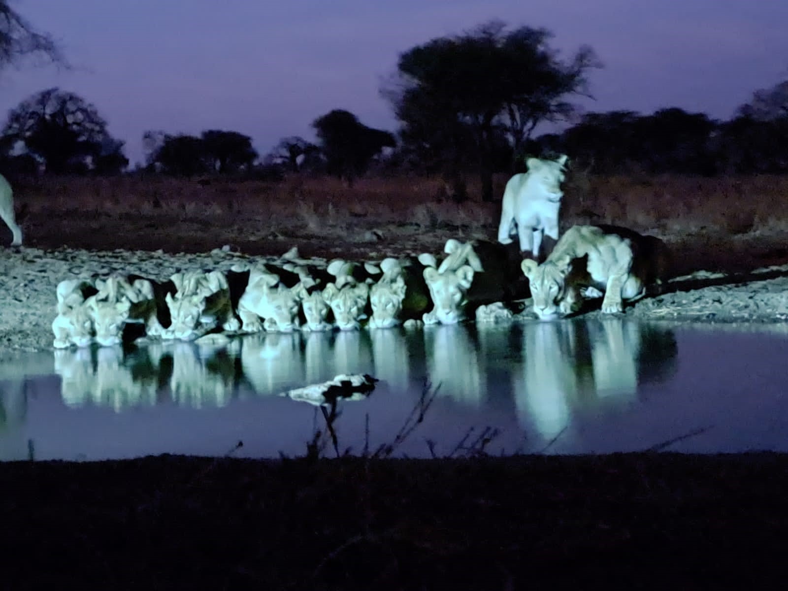 Nimali Tarangire - new hide viewing