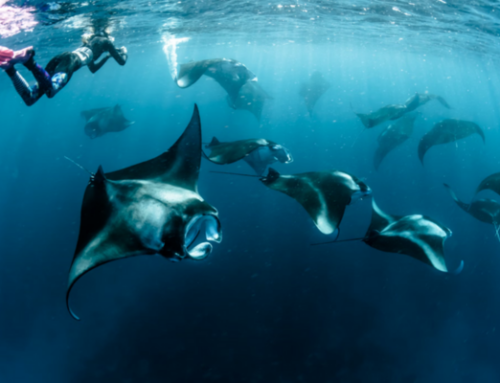 Diving at Makunudu