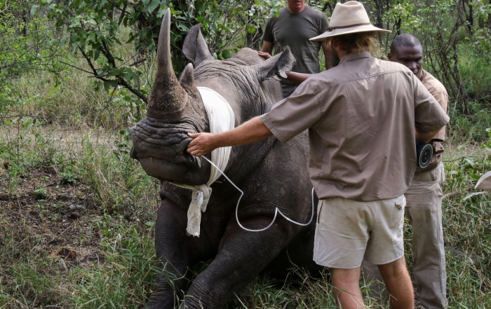 Tranquilising the rhino to dehorn and relocate them