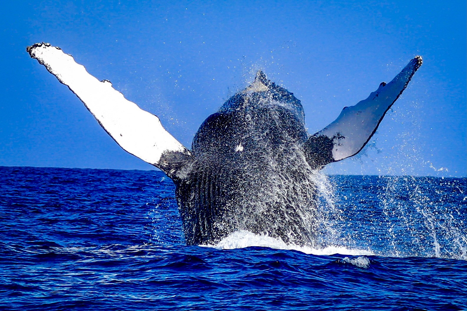 Amazing whale viewing in Mozambique with Crafted Africa