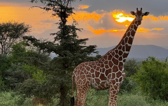 Giraffe at sunset