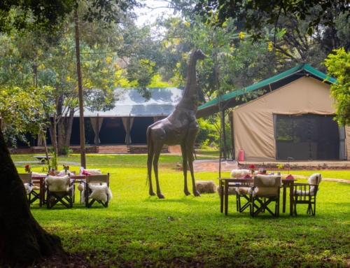 Nairobi Tented Camp – Newly Relocated in June 2025