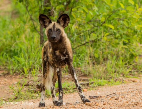 Predator Season in Hwange NP, Zimbabwe aka Green Season