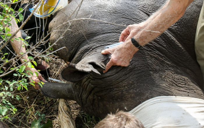 Dehorning the white rhino