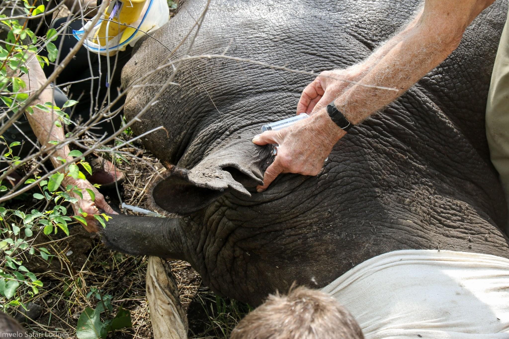 Dehorning the white rhino