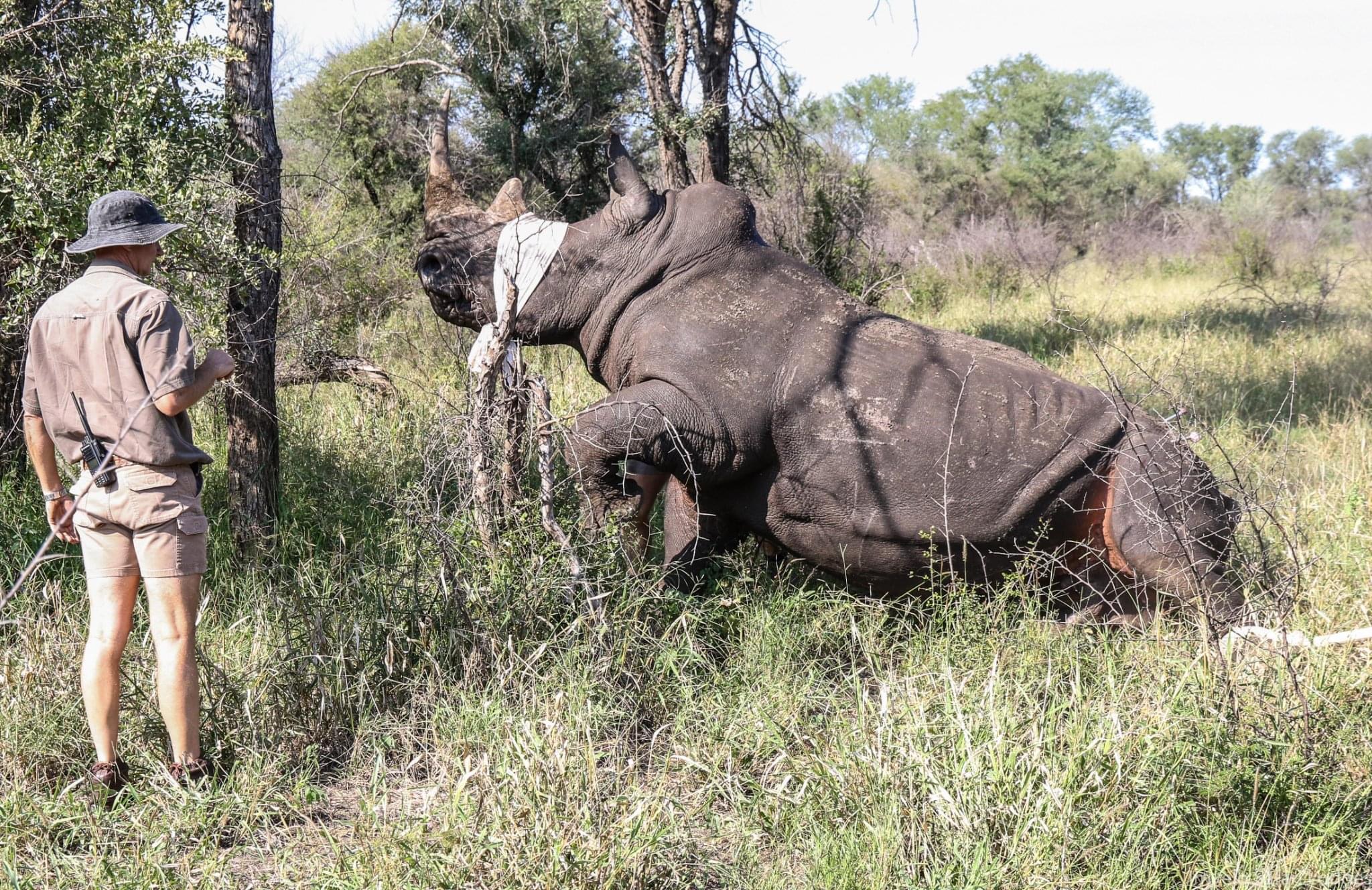 Close monitoring of these precious rhino