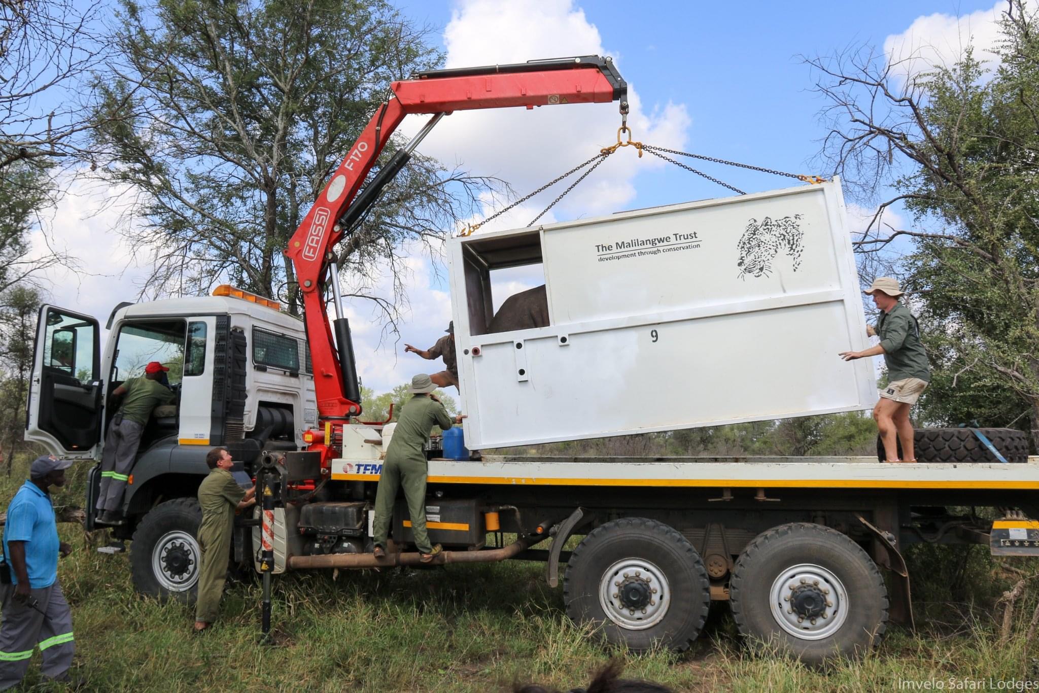 Loading the rhino into a crate to take them to a boma