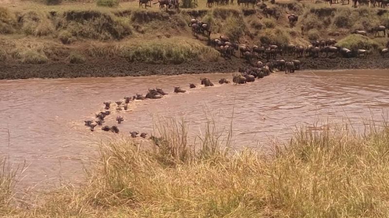 Wildebeest Crossing Serengeti/Mara