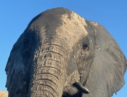 Sally’s Remarkable Trip To Hwange