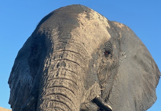 Hwange elephant
