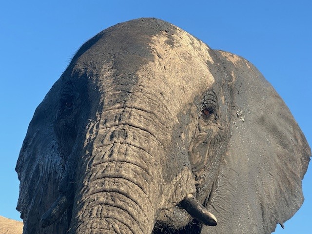 Hwange elephant