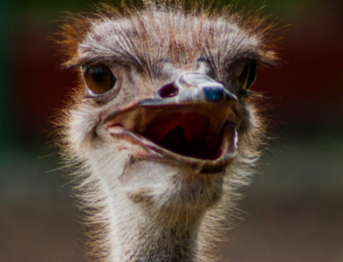 Happy World Ostrich Day!