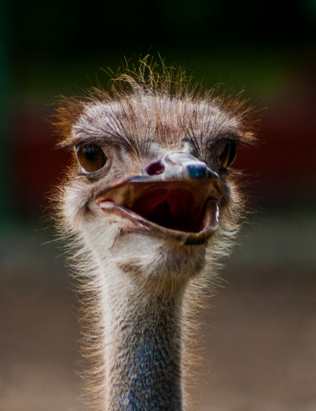 #worldostrichday