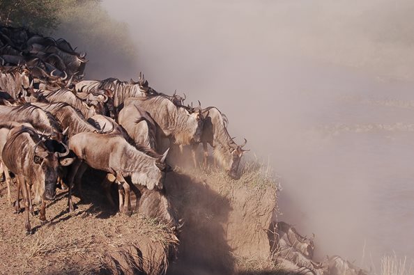 The Great Migration, Kenya