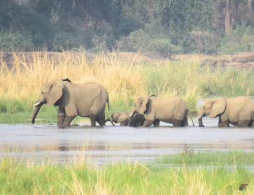 Helen and Sally’s remarkable trip to Zambia with Crafted Africa culminating in a party in Malawi!!